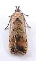 Dichomeris vacciniella - Hodges#2286 - photo 5