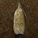 Dichomeris ventrellus - Hodges#2287