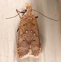 Dichomeris ventrellus - Hodges#2287 - photo 2