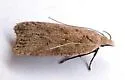 Dichomeris ventrellus - Hodges#2287 - photo 3
