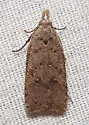 Dichomeris ventrellus - Hodges#2287 - photo 4