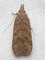 Dichomeris ventrellus - Hodges#2287 - photo 5