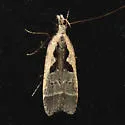 Dichomeris vindex - Hodges#2302.1 - Dichomeris vindex