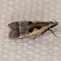 Dichomeris vindex - Hodges#2302.1 - photo 3