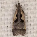 Dichomeris vindex - Hodges#2302.1 - photo 4