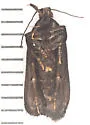Dichomeris washingtoniella - Hodges#2306 - photo 4