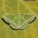 Dichorda consequaria - Hodges#7054