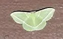 Dichorda consequaria - Hodges#7054 - photo 4