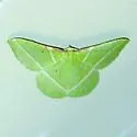 Dichorda illustraria - Hodges#7055 - photo 2