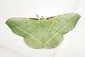 Dichorda illustraria - Hodges#7055 - photo 3