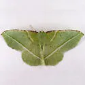 Dichorda illustraria - Hodges#7055 - photo 4