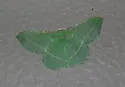 Dichorda rectaria - Hodges#7056