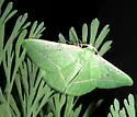 Dichorda rectaria - Hodges#7056 - photo 2