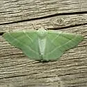 Phoenix Emerald - Hodges#7057 - photo 2