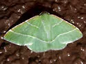 Phoenix Emerald - Hodges#7057 - photo 3