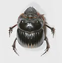 Dichotomius carolinus