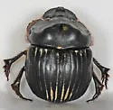 Dichotomius carolinus - photo 4