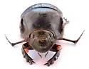 Dichotomius colonicus - photo 4