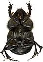 Dichotomius colonicus - photo 5