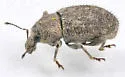 Dichoxenus granulatus