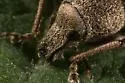 Dichoxenus granulatus - photo 2