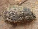 Dichoxenus granulatus - photo 4