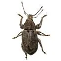 Dichoxenus subfuscus - Dichoxenus subfuscus