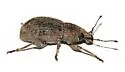 Dichoxenus subfuscus - photo 2