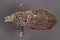 Dichoxenus subfuscus - photo 3