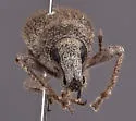 Dichoxenus subfuscus - photo 4