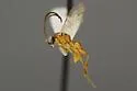 Dichrogaster chrysopae - Dichrogaster chrysopae