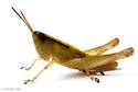 Elegant Grasshopper