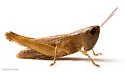 Elegant Grasshopper - photo 2