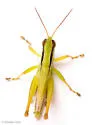 Elegant Grasshopper - photo 3