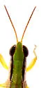 Elegant Grasshopper - photo 4