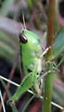 Elegant Grasshopper - photo 5
