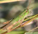 Dichromorpha prominula