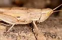 Dichromorpha prominula - photo 2