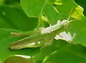 Dichromorpha prominula - photo 4
