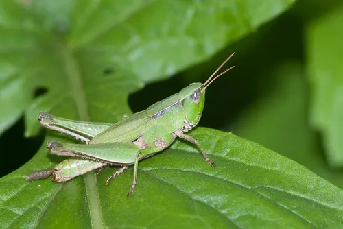Short-winged Green Grasshopper - photo 2