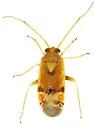 Dichrooscytus cuneatus