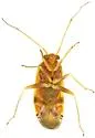 Dichrooscytus cuneatus - photo 2