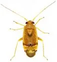 Dichrooscytus cuneatus - photo 4