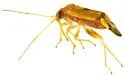 Dichrooscytus cuneatus - photo 5