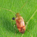 Dichrooscytus elegans - photo 2