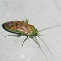 Dichrooscytus irroratus