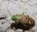 Dichrooscytus irroratus - photo 2