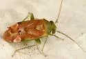 Dichrooscytus irroratus - photo 3