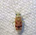 Dichrooscytus irroratus - photo 4