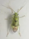 Dichrooscytus longirostris
